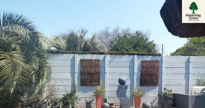 The same pool wall after the palm was removed