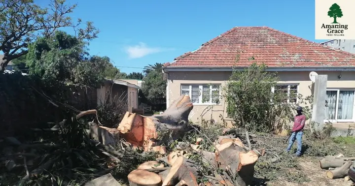 A felled tree cut into rounds in a front garden